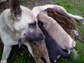 Javalis y perros mamando de una perra 2