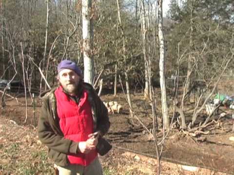 how to trim an apple tree
