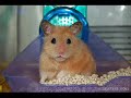 Funny Hamster-Hamster Dance.flv