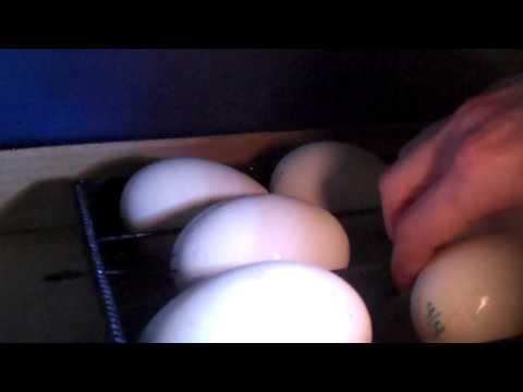 how to fertilize a goose egg