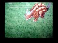 Ragnarok DS - Dragon Extermination.wmv