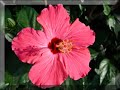 FLORAIS DO MUNDO/BACH/MINAS/AUSTRÁLIA/CALIFÓRNIA FLORAIS DO MUNDO/BACH/MINAS/AUSTRÁLIA/CALIFÓRNIA
