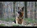 Hundekampf :-)