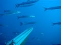 Chasse Sous Marine Antiboise Barra