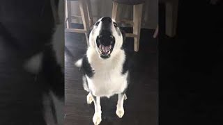 Husky Throws Ultimate Temper Tantrum  ViralHog