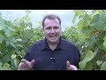 Grapevines