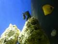 Algae attached to rock in saltwater aquarium