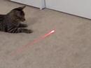 Laser Kitty