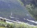 Aurland - T�rrfluefiske etter sj��rret