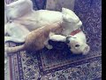 El Perro y el Gato