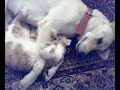 cat & dog cat & dog