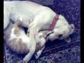 cat & dog