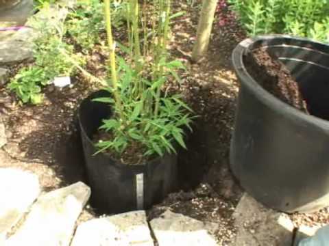 how to transplant potted bamboo
