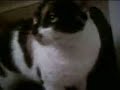 Mad Kitteh