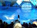 Sea World Believe Part 8