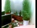 feng shui @ the office, system administrator natural habitat