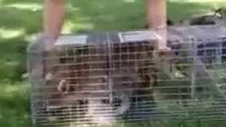 Trapper Chance getting nuisance raccoon ready for relocation