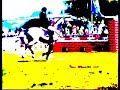 HOTT Horses HOTT Horses