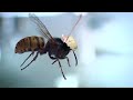 maya-labeille.html