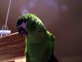 Bubbles the Hahns Macaw Talking Bubbles the Hahns Macaw Talking