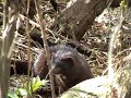 European mink