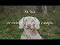 Millie , HPR FORUM , weimaraner training Millie , HPR FORUM , weimaraner training