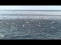 PV Fishing boiling fish