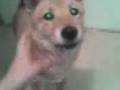 videos de Shiba inu - Hoshiko doma 2