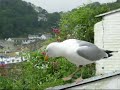 Talking Seagull