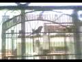 videos de curió cantando 2 (vascaíno)
