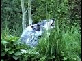 Wolves Wolves
