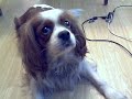 My Dog (Min Hund)
