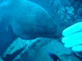 Touching a Murene (Moray eel)...Toccando una Murena Touching a Murene (Moray eel)...Toccando una Murena