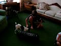 Toy Fox Terrier - Tyler\