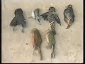 direito dos animais