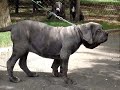 Kubrat puppies JAMILE & RIMA 4months.wmv