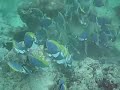 Powder-blue surgeonfish schooling