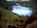 BrookTrout-GoProSD.mov