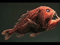 Peces-abisales-espec