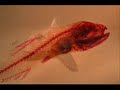 Peces abisales espectaculares [2/2]