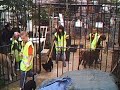 Rambo the goat being difficult