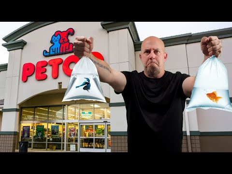 YES You CAN Buy These Top 10 Fish At PETSMART or PETCO!!