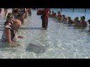 Petting sting rays