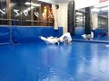 Fernando Brazilian jiu-jitsu Equipe Bull Terrier Bon-sai