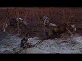 Wild Dogs - In the Snow!