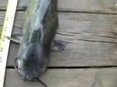Release 2 lb channel catfish