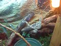 Ptychozoon drinking (flying gecko) Ptychozoon drinking (flying gecko)