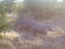 Neushoorn met jong Kruger
