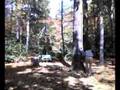 cabin tree fallls