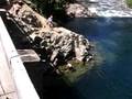 Cle Elum River Bridge Jump #1